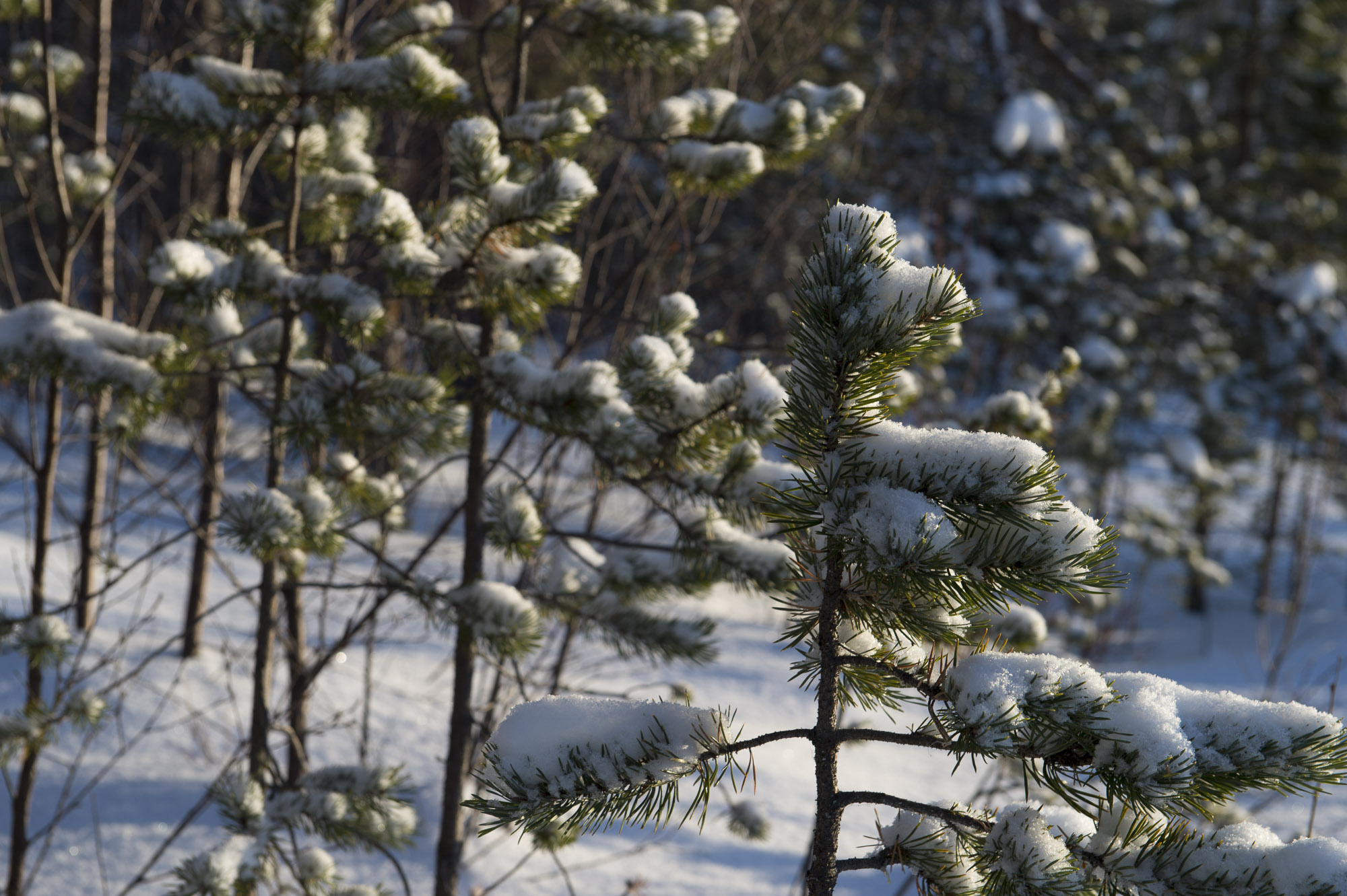 20150204 Finnland Trip 014  SNE7383