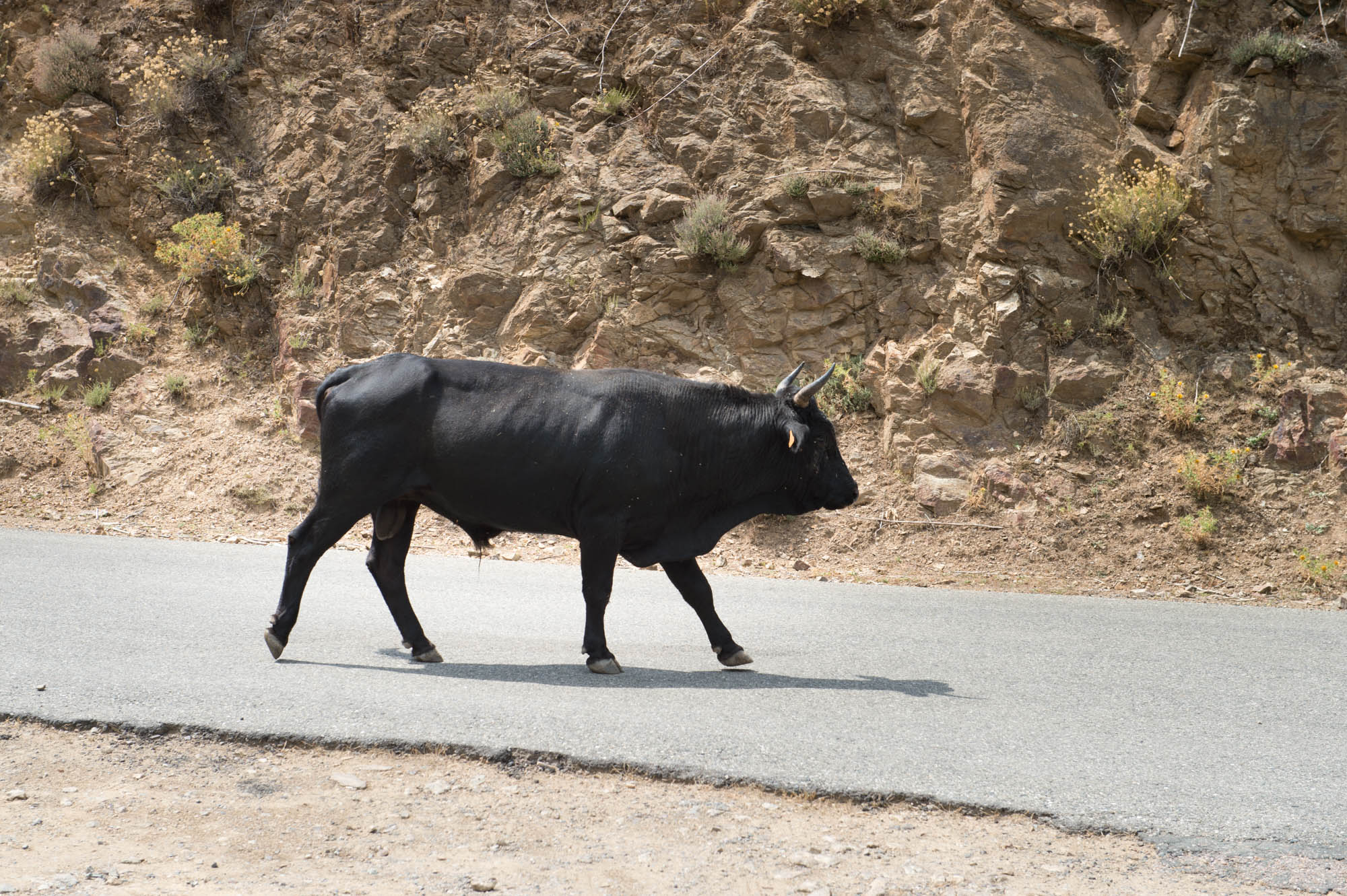 20150720 Corsica Trip 009  SN28197