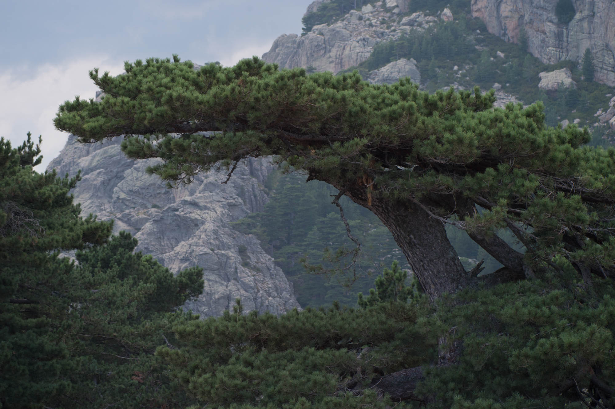 20150720 Corsica Trip 040  SN28412