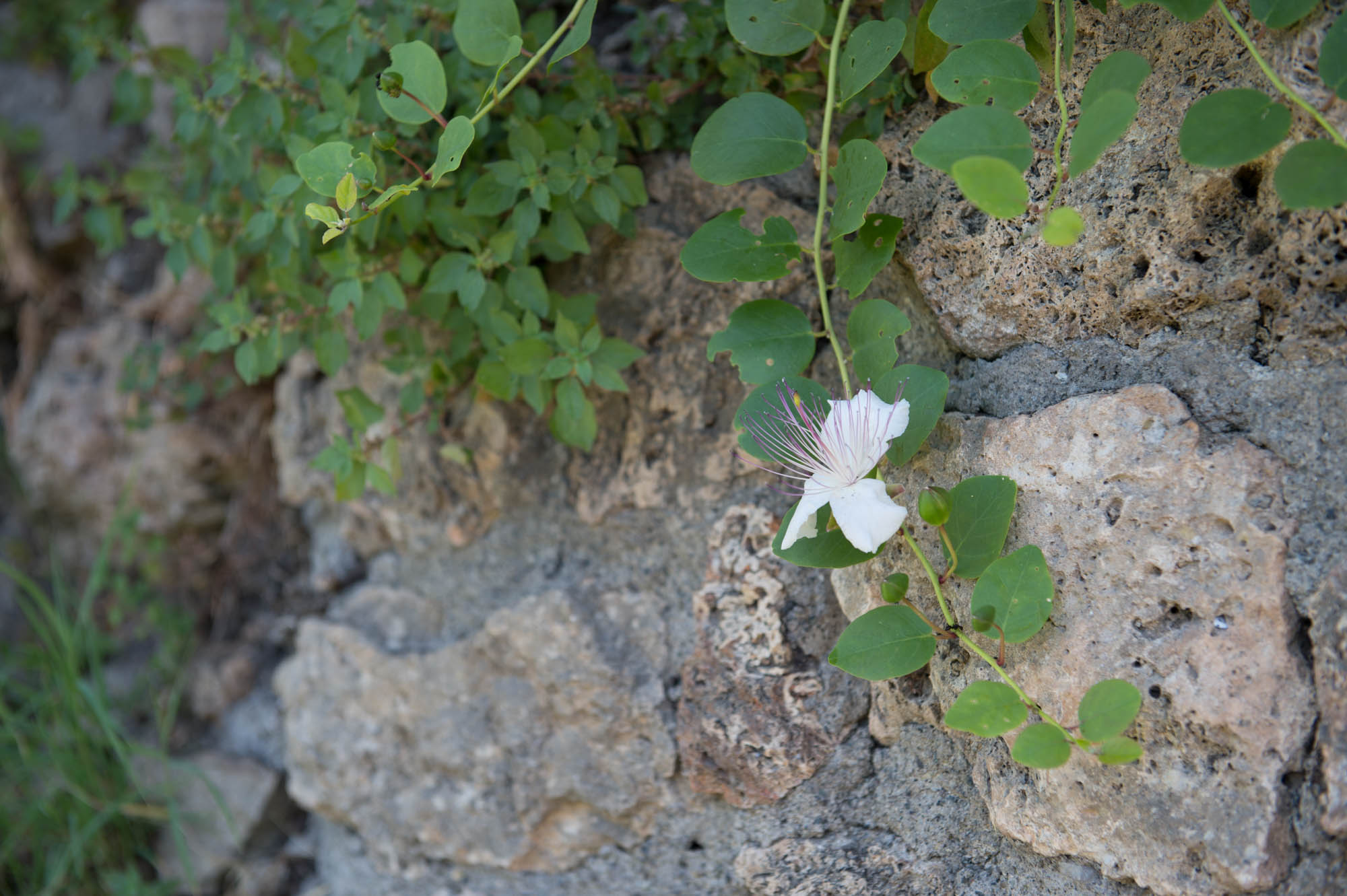 20150729 Toscana Trip 008  SN28657