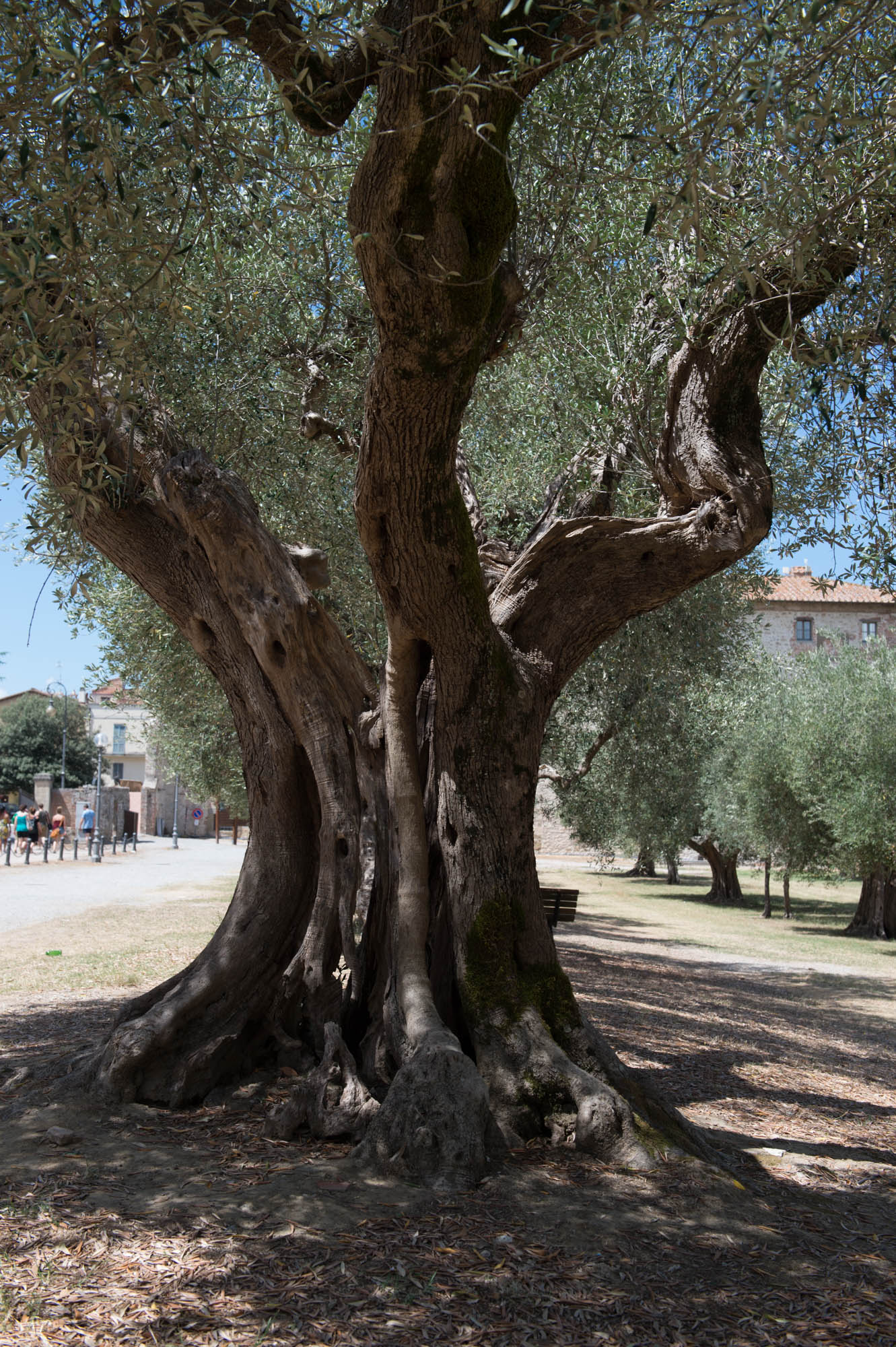 20150729 Toscana Trip 031  SN28768
