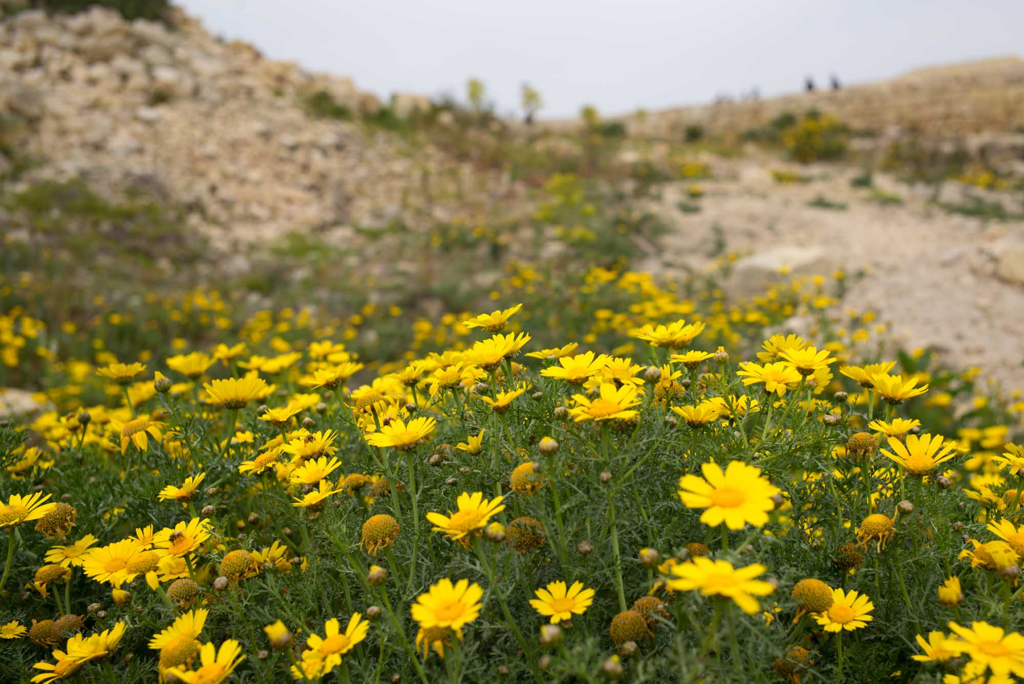 20160321 Malta Trip 012 L1000133