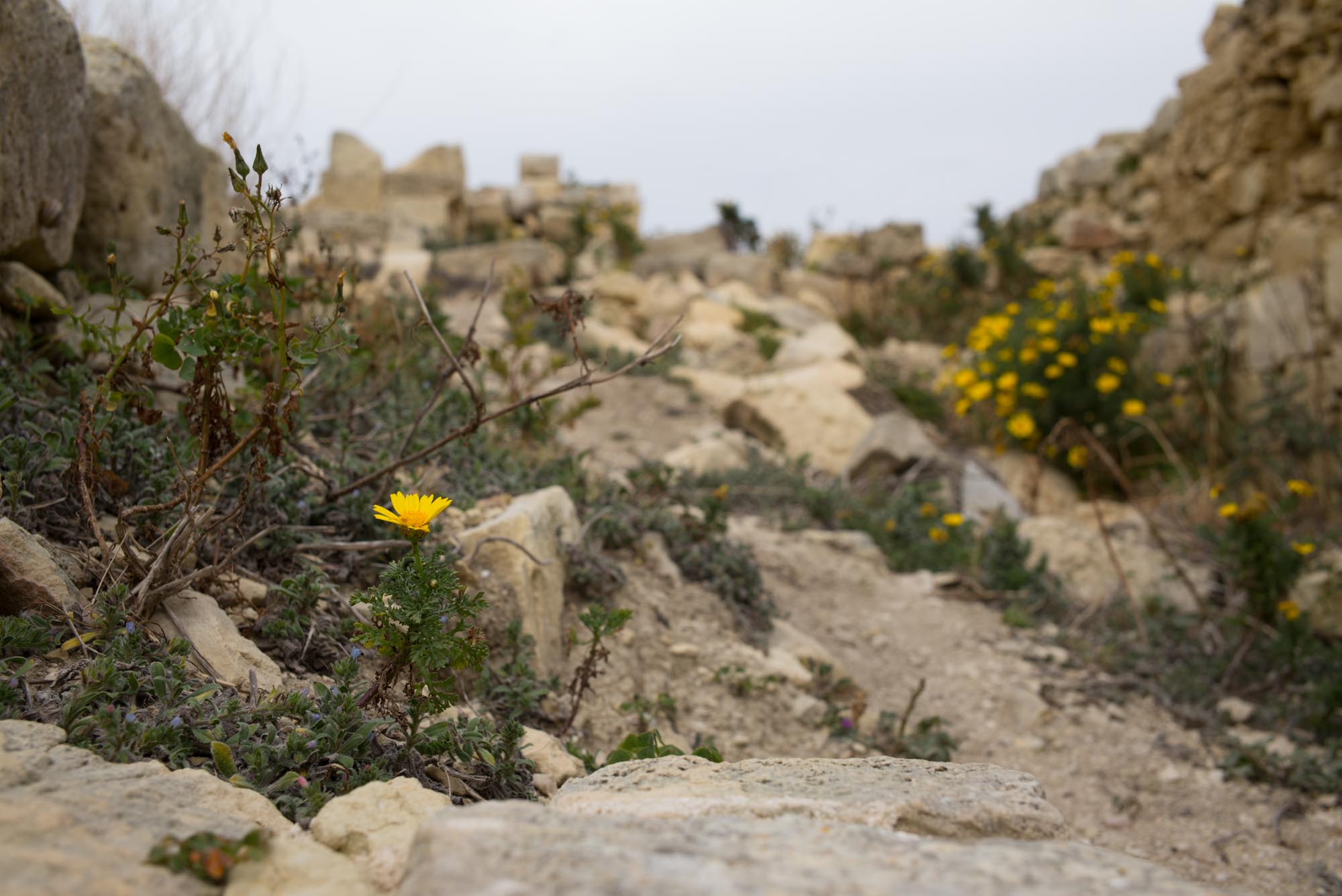20160321 Malta Trip 013 L1000143