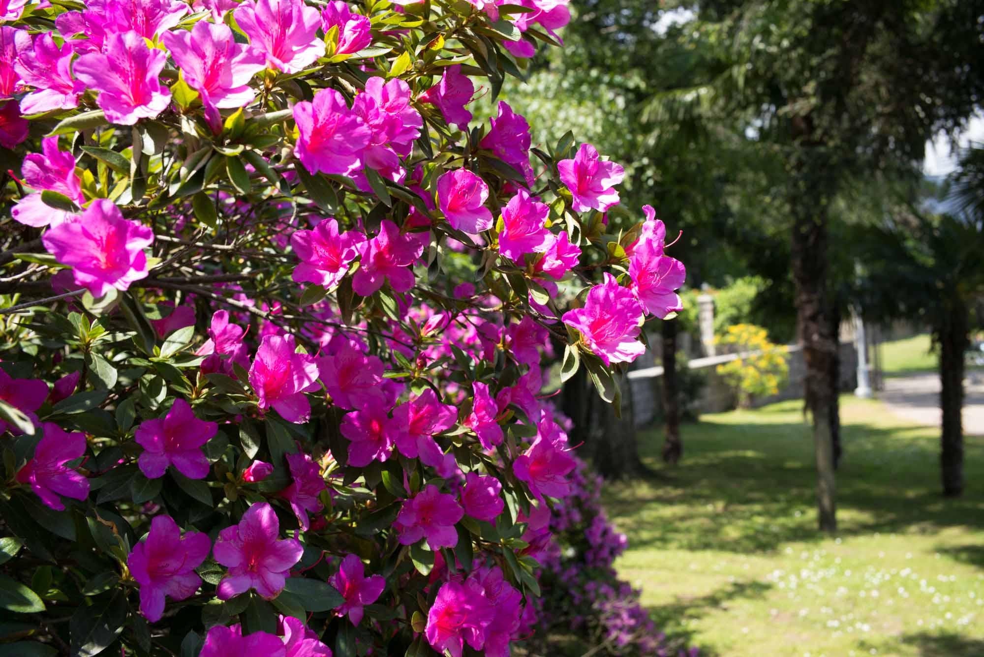 20160505 Stresa Trip 016 L1000136