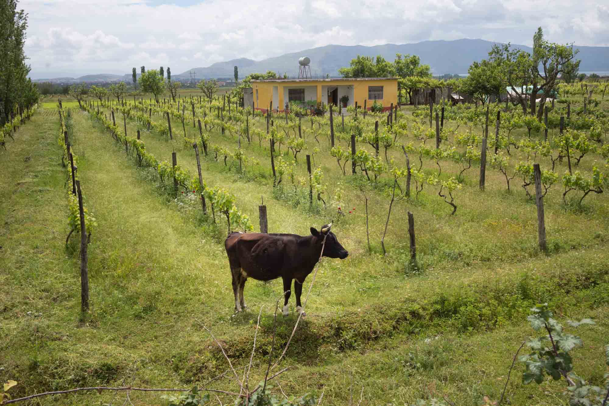 06 Albania 003 L1001372