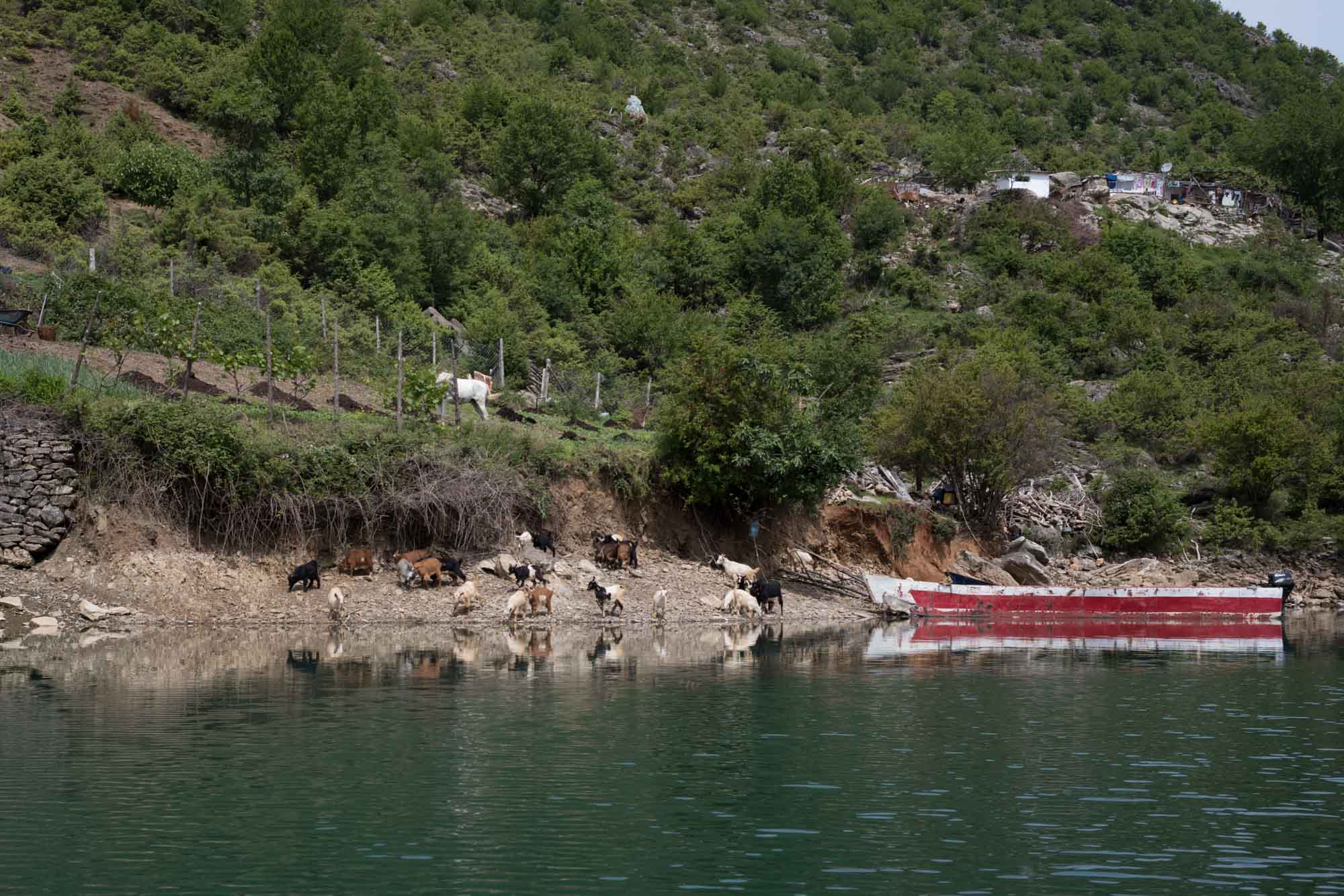 06 Albania 013 L1001452